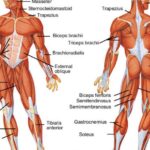 Read more about the article Care este importanța masei musculare în realizarea obiectivelor noastre?